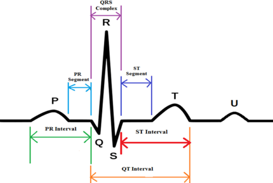 ECG Components